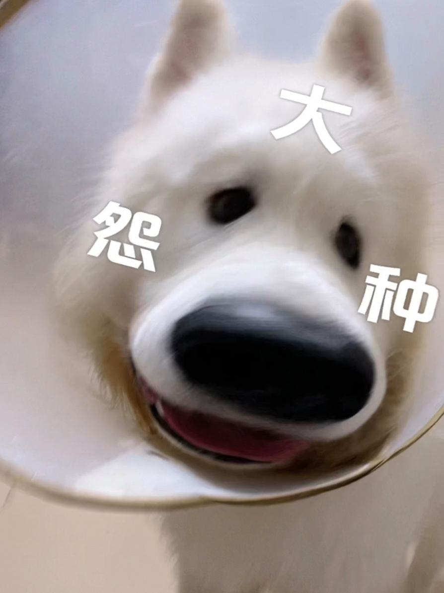 1676365519384977.jpeg 怨种.jpeg